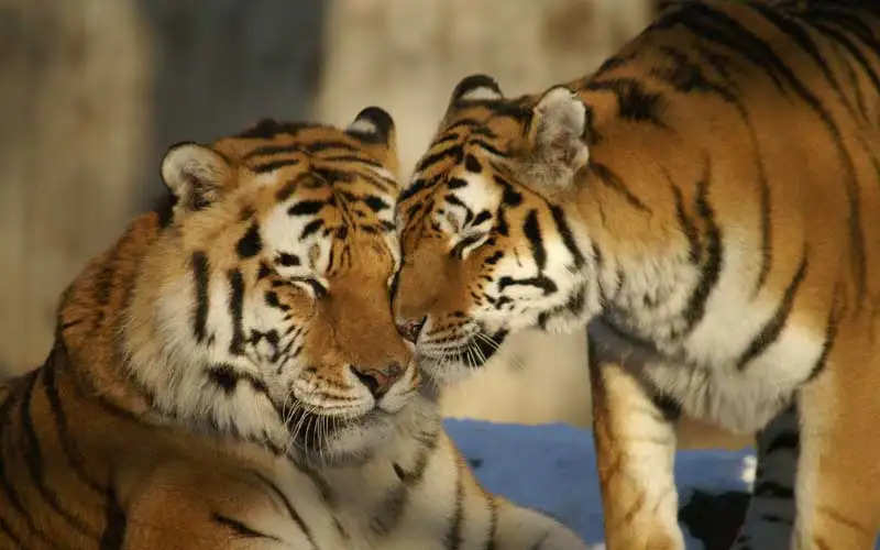 mating-season-of-tigers