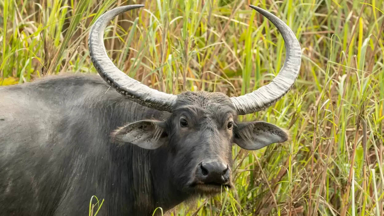 Tribal man dies after being attacked by wild buffalo 