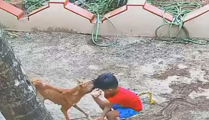 വീട്ടുമുറ്റത്ത് കളിക്കുകയായിരുന്ന നാലരവയസ്സുകാരനെ ആക്രമിക്കുന്ന തെരുവുനായ