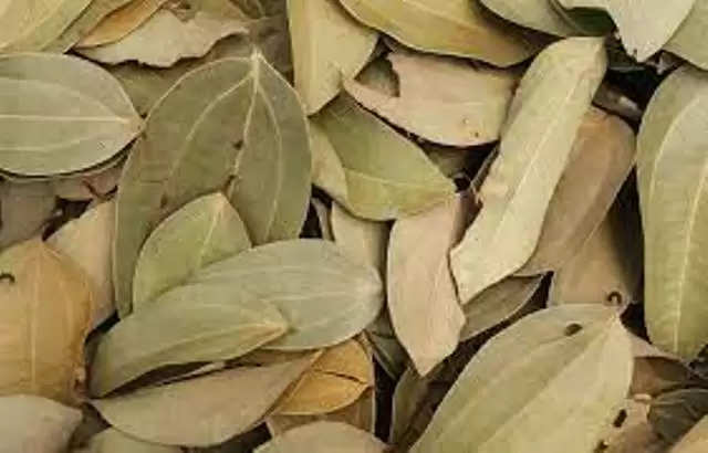 cinnamon-leaf