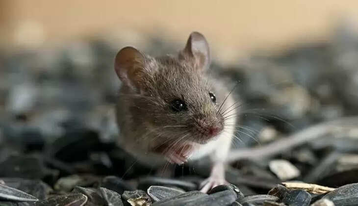rat
