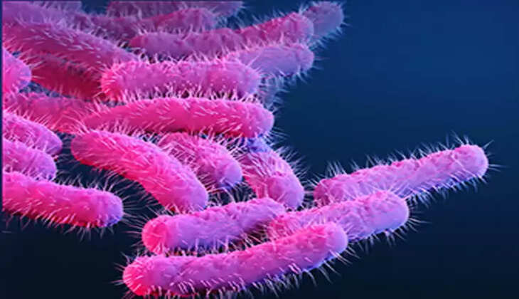 shigella