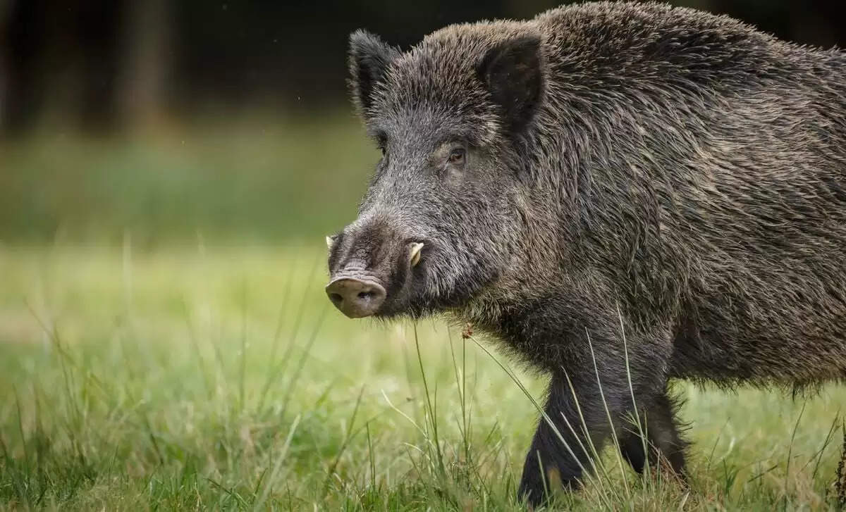wild-boar