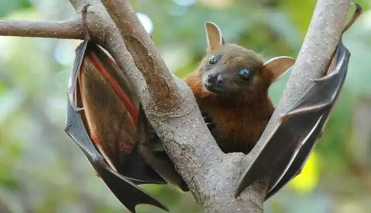 Nipah