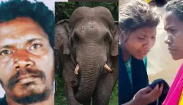 wild elephant      attack