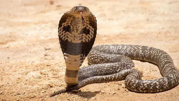 Cobras Snake