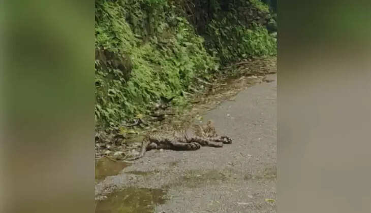 leopard dies in nelliyampathy