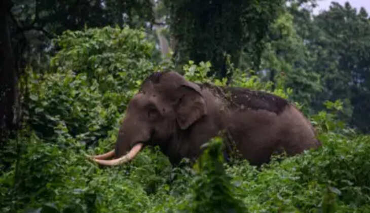 wild elephant 