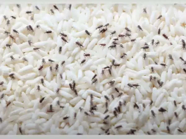 rice insects