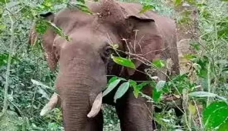 elephant-attack 1 dead at attapadi