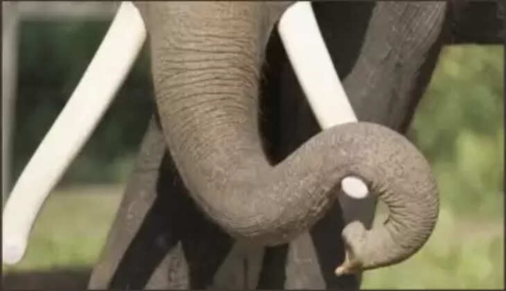 elephant        attack