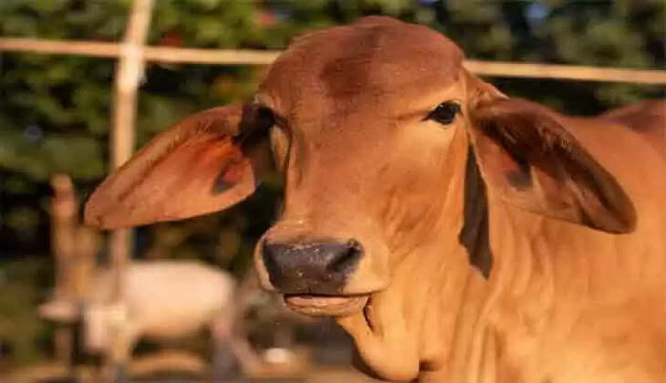 cow