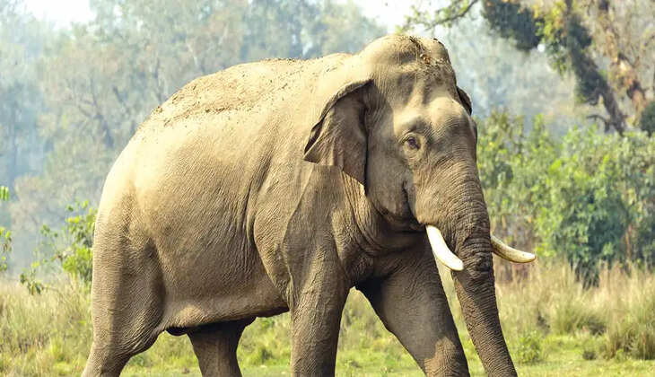 wild-elephant-attack-in-athirapally-two-died