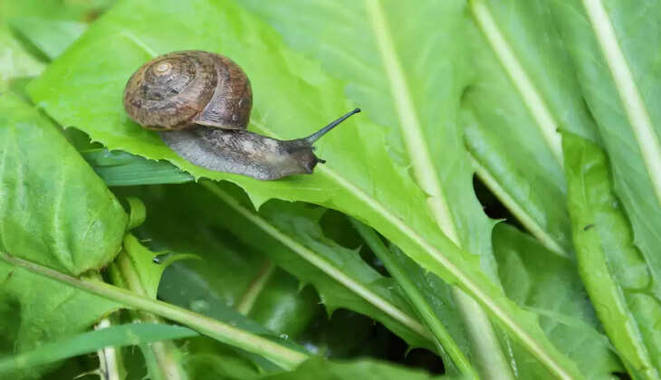 snail