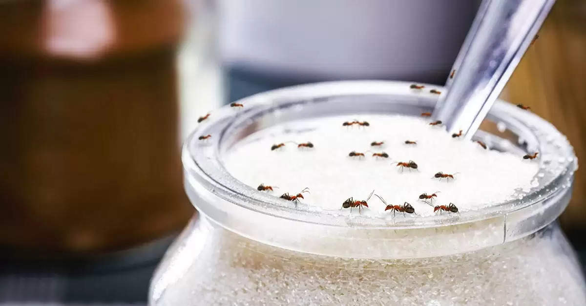 Ants in Sugar 