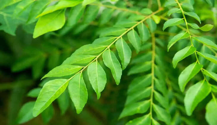 tulsi-curry-leaves-