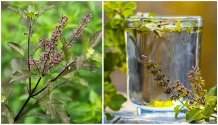 tulsi-water