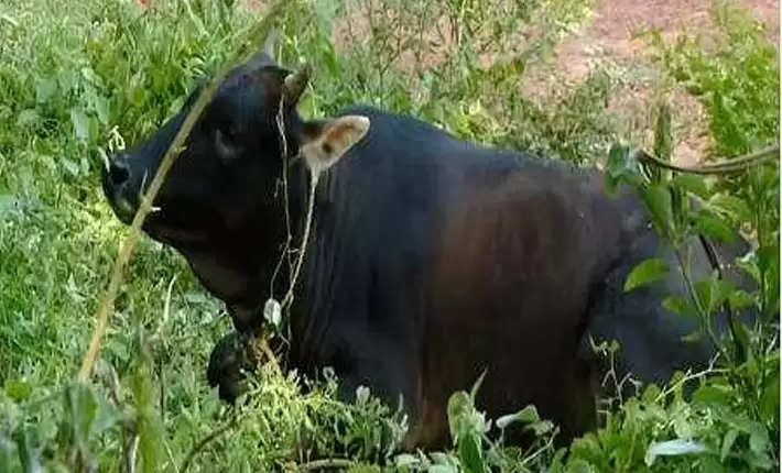 cow kannur