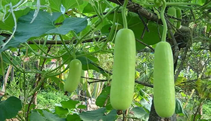 bottle gourd