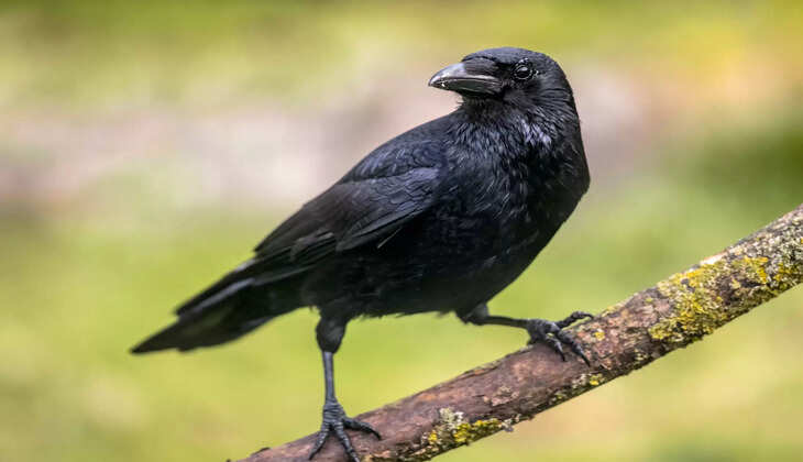 CROW