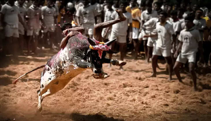 alanganallur-jallikattu