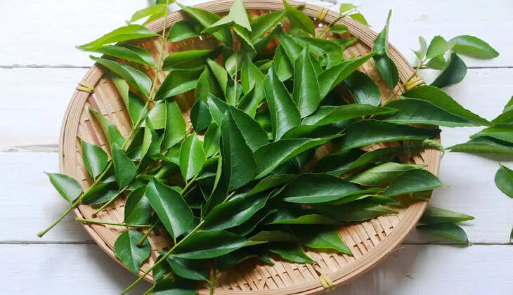 Curry leaves